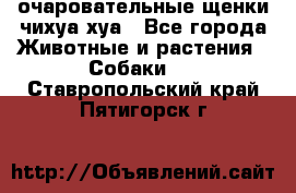 очаровательные щенки чихуа-хуа - Все города Животные и растения » Собаки   . Ставропольский край,Пятигорск г.